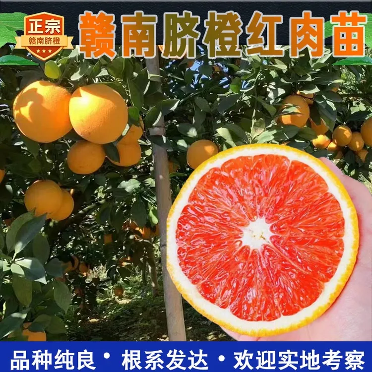 正宗赣南脐橙苗江西赣州脐橙苗嫁接卡拉血橙红肉橙子苗果树苗包邮