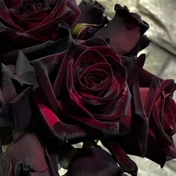 抗旱浓香欧洲玫瑰带月季土球发货包邮月季花玫瑰花高颜值花卉