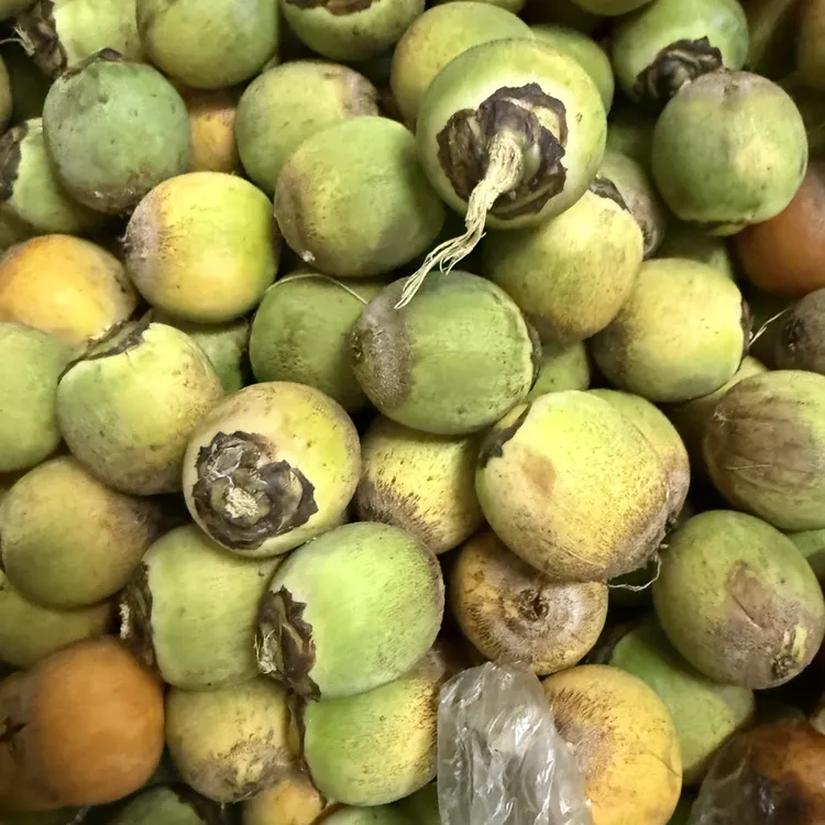 紫金鼠 带皮 文玩 小圆 卡 1.4 1.5