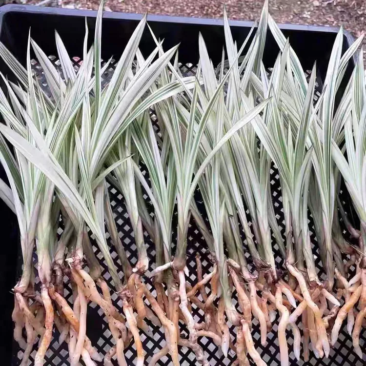 建兰四季兰瓷白中透艺草白马王子兰花苗国兰草花卉绿植盆栽包对版