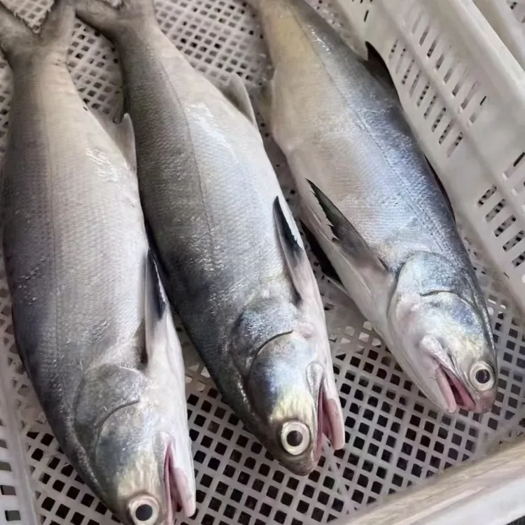 汕尾本港午鱼顺丰发货省外不包邮