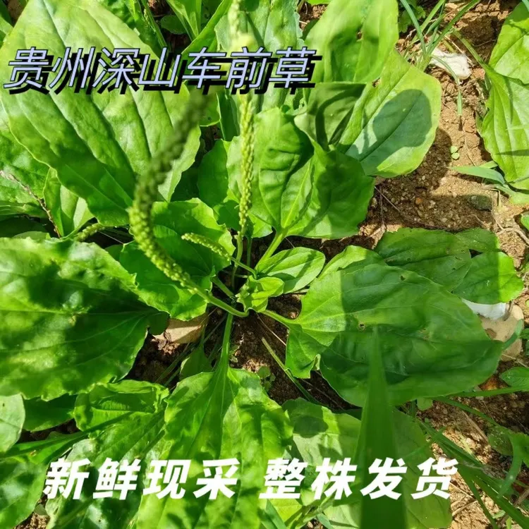 贵州野生车前草新鲜干货可整棵带穗适合泡水喝凉粉草新鲜野菜