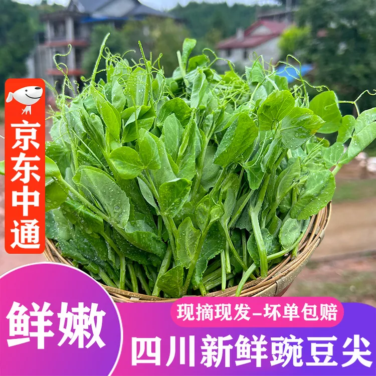 [冷链保鲜-坏单包赔]四川新鲜豌豆尖嫩叶嫩尖蔬菜豆苗