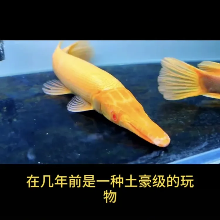 黄化火箭皇家火箭红眼凶猛大型观赏鱼活体淡水热带鱼