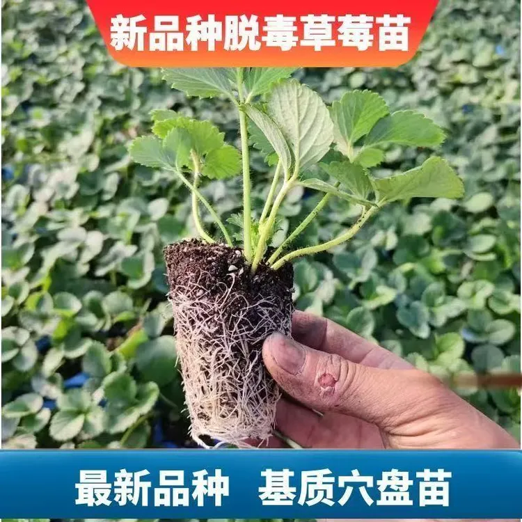 四季结果阳台盆栽脱毒穴盘草莓苗秧奶油特大号红颜基地优质批发苗