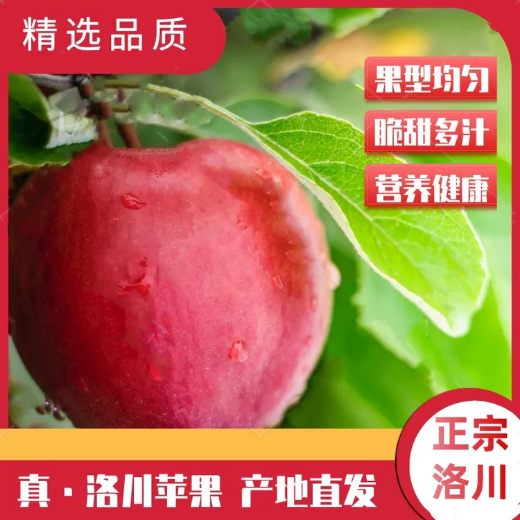 【正宗陕西洛川苹果洛川直发带箱9-10斤】红富士苹果脆甜多汁年货D.