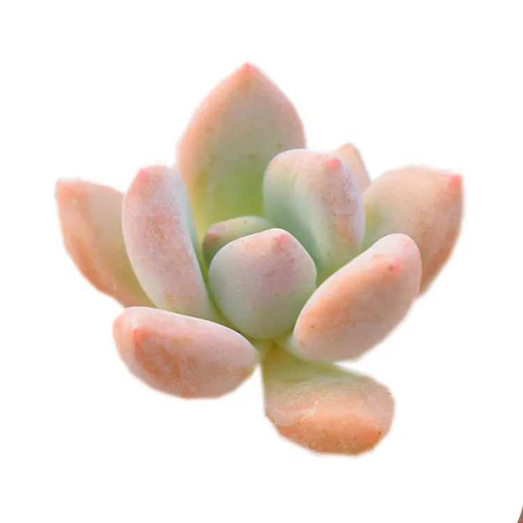 优质多肉奥普琳娜办公室室内盆栽景观植物基地发货掌形