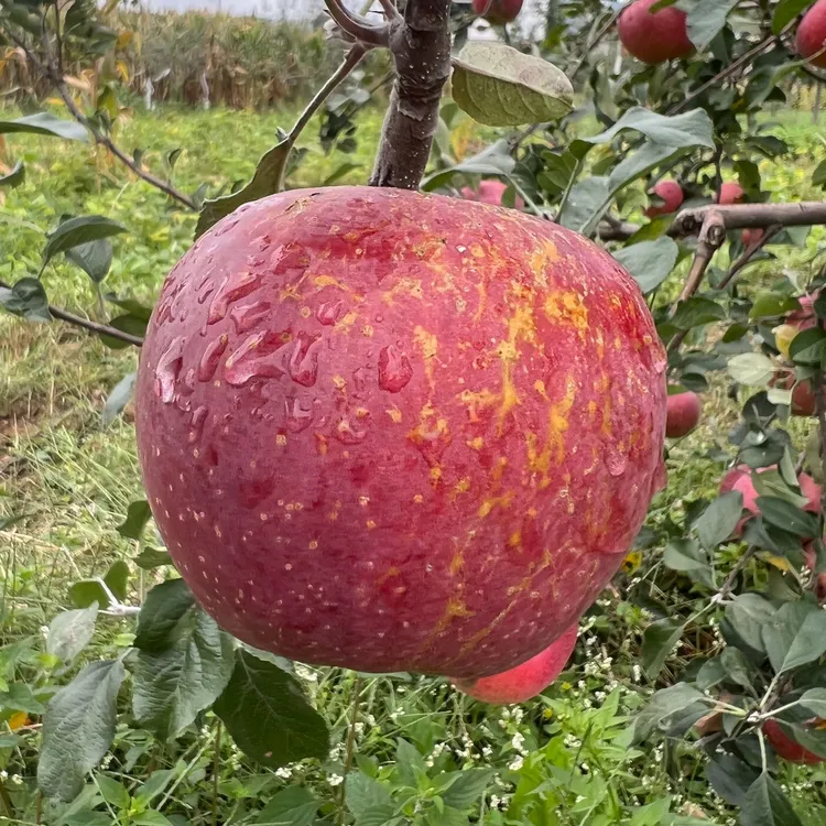 云南正宗昭通丑苹果当季新鲜水果现摘脆甜红富士2/5斤整箱包邮