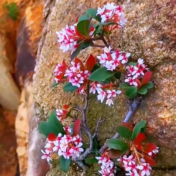 海岛春花，海岛栀子花，翠米茶，直播间一物一拍，盲拍不发