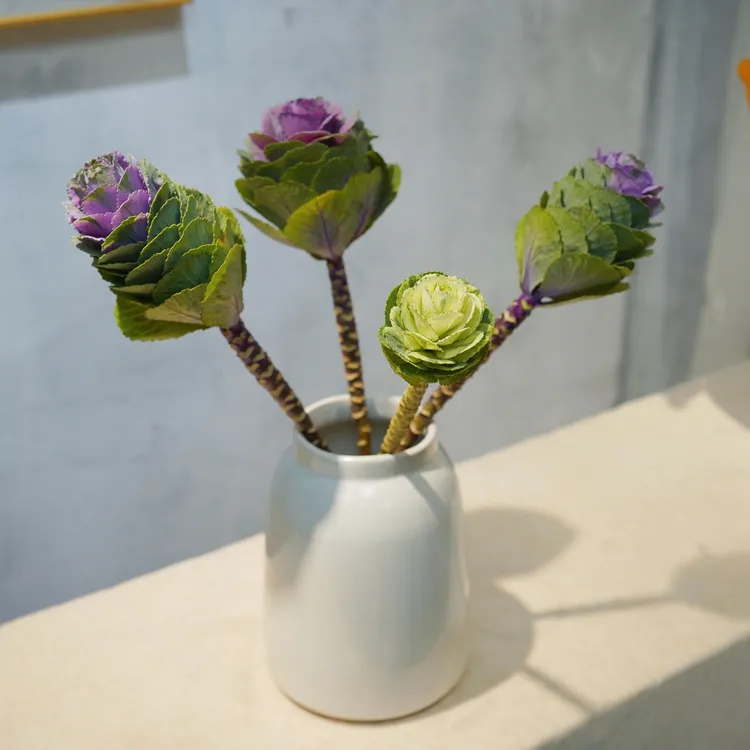 【不含盆】老桩彩色羽衣甘蓝水培植物盆栽秋冬观赏耐寒易养绿植