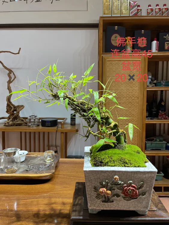 （佛手老桩）小叶簕竹室内意境盆景绿植禅意空间美学偏远地区不包邮
