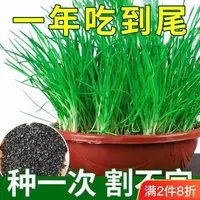 【全店满5元包邮】小香葱种四季易种小葱阳台室内盆栽葱种批发家庭