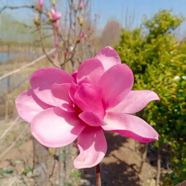 娇红牡丹玉兰鲜花绿植盆栽高颜值叶子特大耐寒造景树室外盆栽绿植
