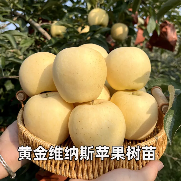 维纳斯黄金苹果树苗嫁接矮化果树苗南北方耐寒地栽果树苗当年结果