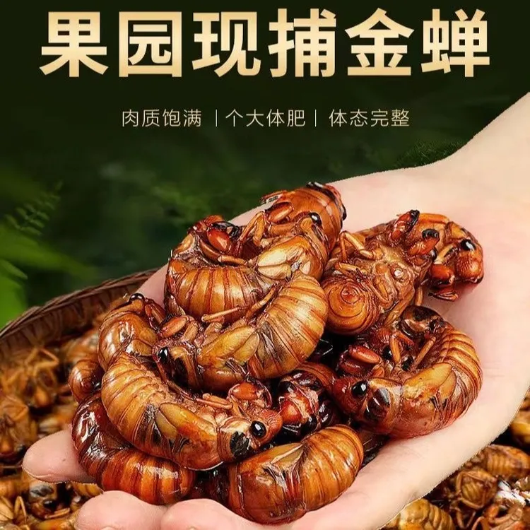 【京东/顺丰冷链发货】2025年新金蝉新鲜当季知了猴鲜活速冻发货