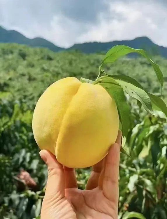 新鲜应季炎陵黄桃香甜多汁果园现摘现发