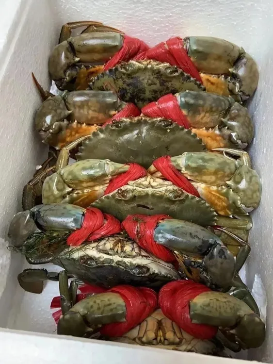 鲜活青蟹大肉蟹公蟹母蟹膏蟹顺丰冷链到家
