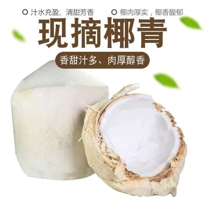 海南新鲜椰青精选大果6个装(送开椰器+吸管）椰青食用新鲜椰子生鲜