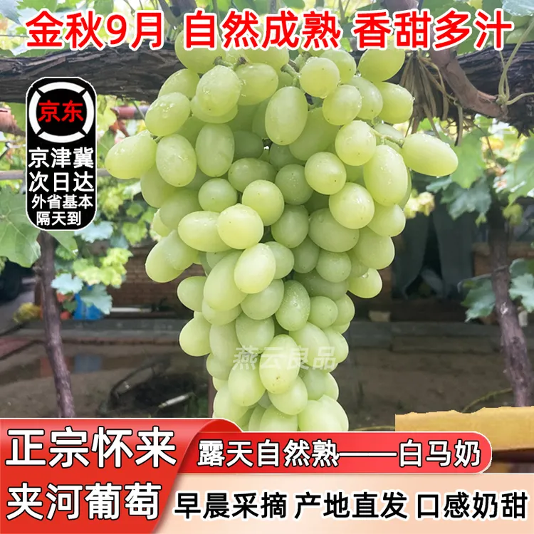 正宗怀来夹河白马奶沙地种植葡萄拼装当季新鲜采摘礼盒装怀来葡萄