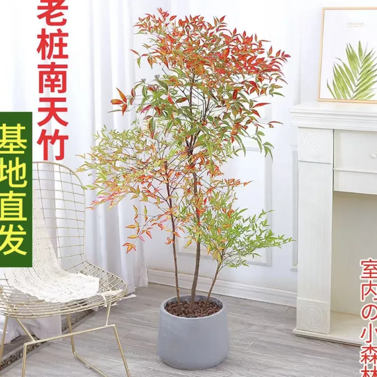 南天竹火焰红耐旱耐观叶绿植好养老桩盆栽地栽室内庭院造景