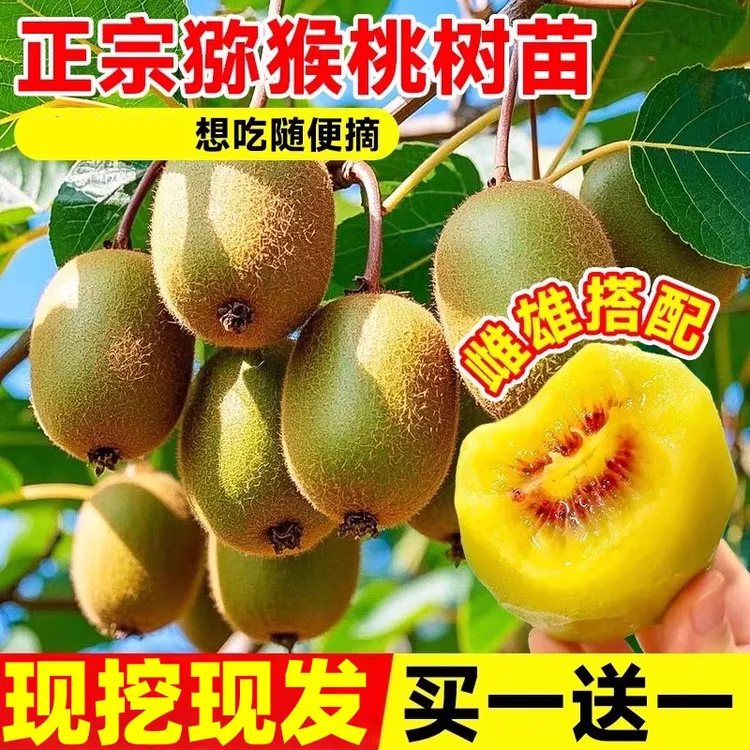 猕猴桃树果苗公母同株嫁接红心软枣徐香弥猴桃苗南方北方弥猴树苗