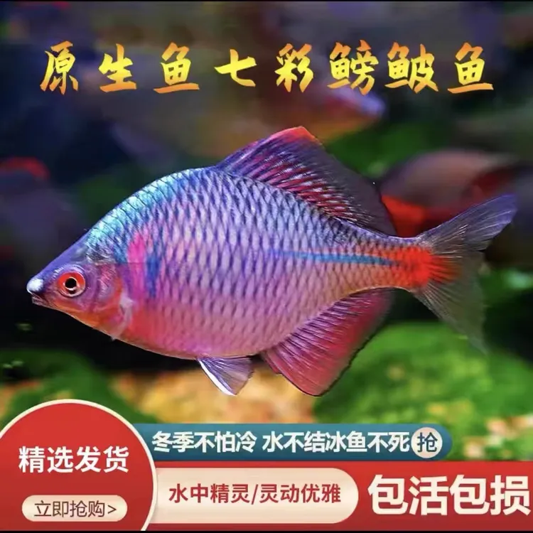 除藻清洁鳑鲏鱼观赏鱼除油膜青苔七彩高体旁皮原生冷水鱼冬季