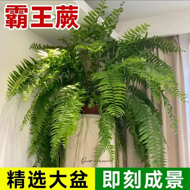 霸王蕨盆栽长叶垂钓热带雨林风蕨类植物巨大长蕨垂钓客厅室内盆栽