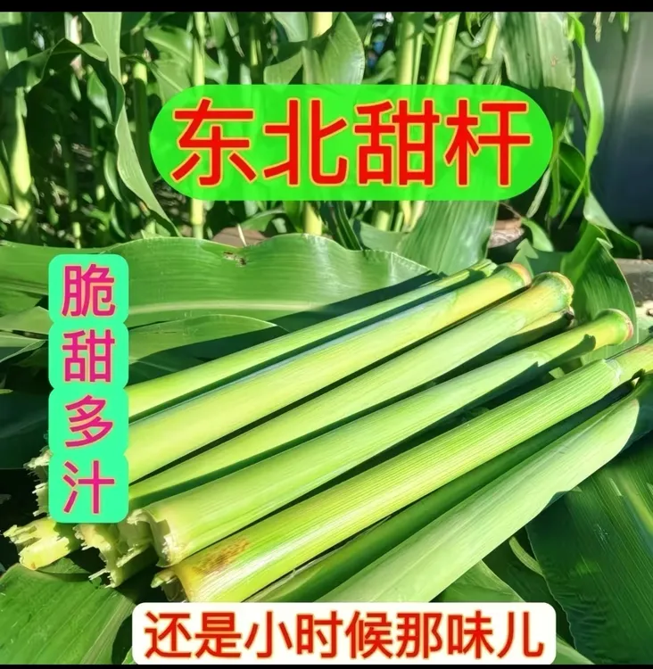 正宗东北新鲜甜杆清甜多汁青皮小甘蔗8090儿时味道水果