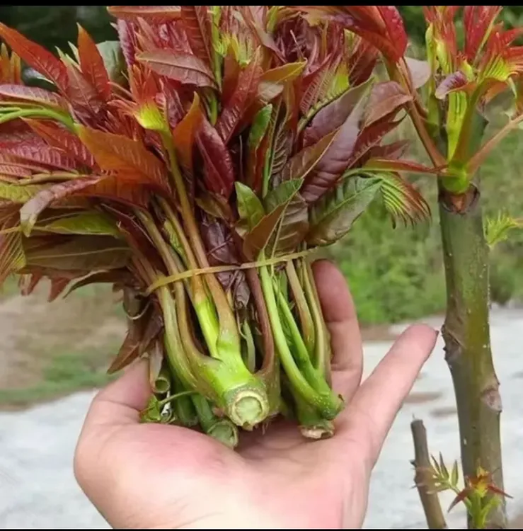 正宗高山野生香春