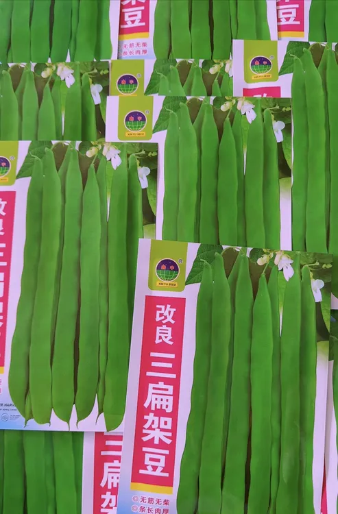 三扁豆角晾豆角丝翠绿