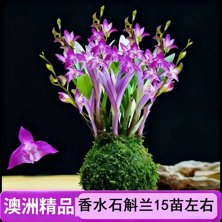 【基地直发】七彩香水石斛兰四季开花浓香型水培土培室内好养花卉盆