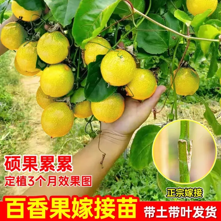 黄金9号百香果嫁接苗纯甜无酸四季结果原土原杯发货百香果树苗