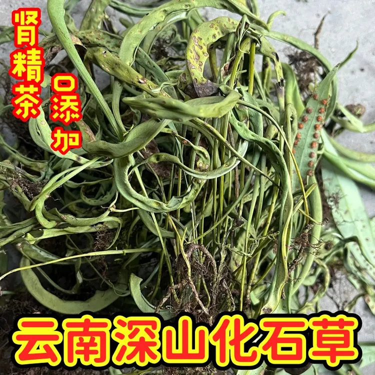 云南深山采摘化石草无硫0添加肾精草黄金草