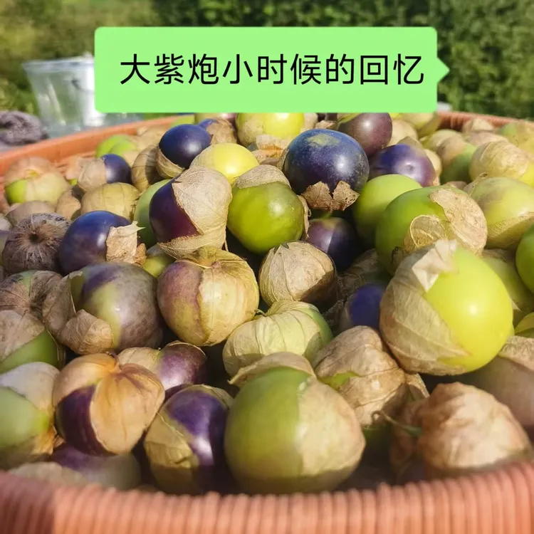 东北大紫姑娘鲜果现摘现发唤起小时候的情怀