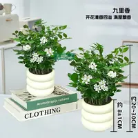 【拍一发二】九里香室内桌面盆栽鲜活发货好养护可开花卉观叶耐旱