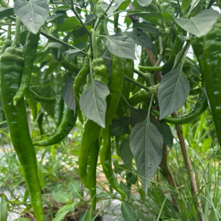 农家露天种植的辣椒，茄子组合链接顺丰包邮发货
