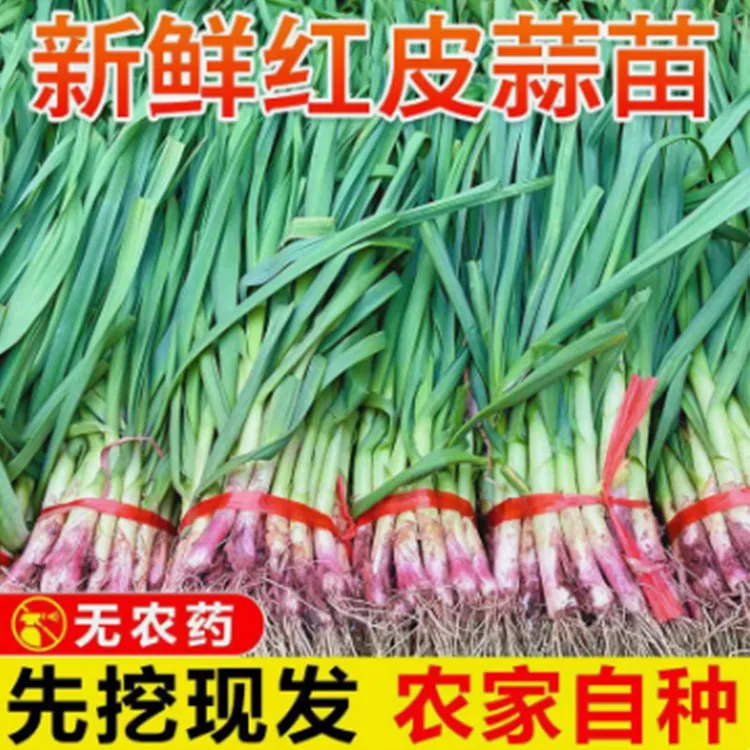 农家新鲜红皮蒜苗紫红皮蒜苗现挖蔬菜1斤-3斤-5斤多规格