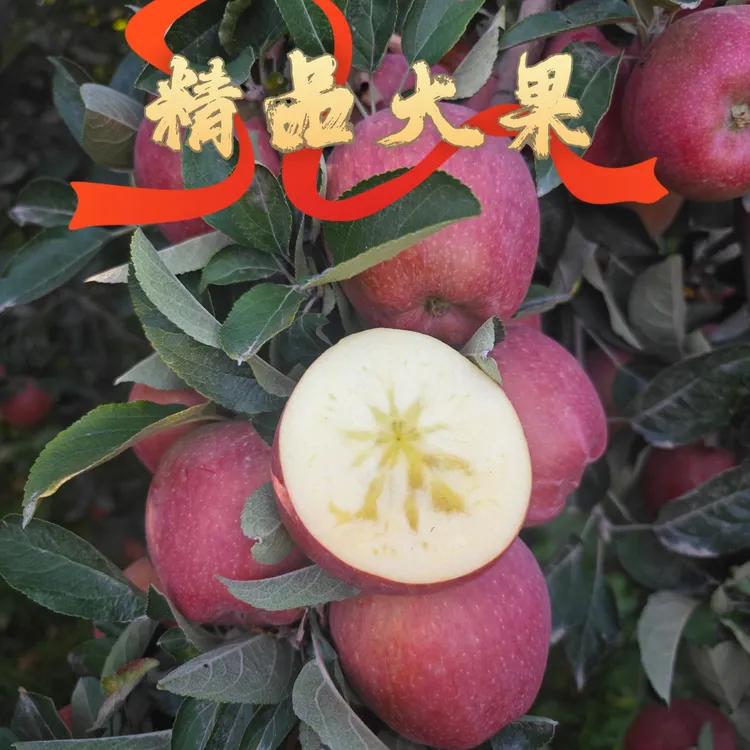 精品大果（红星苹果）80后儿时的回忆满满的情怀