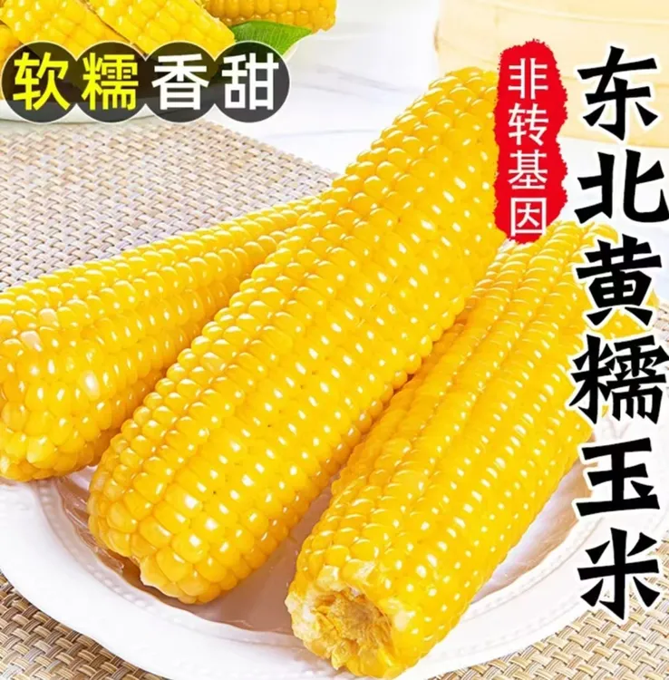 （试吃3根）东北黄糯玉米真空包装10根6斤+