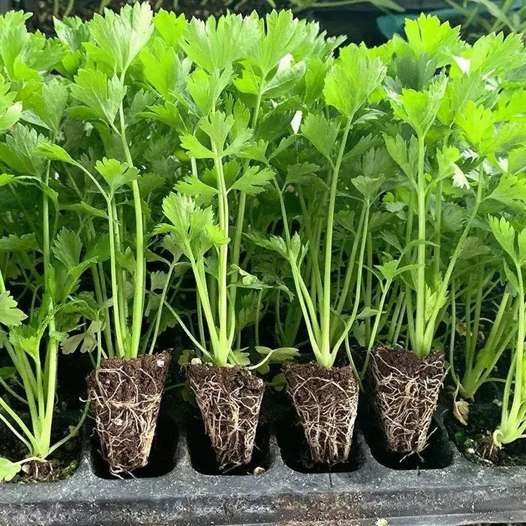 四季小香芹种子苗带土芹菜苗老品种四季阳台耐庭院热耐寒芹