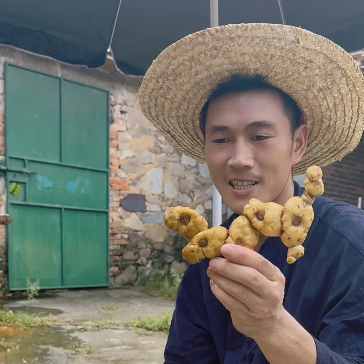 深山新鲜多花鸡头黄精老虎姜可煲汤泡酒