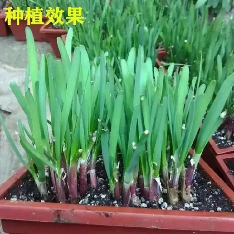 【新疆包邮】韭菜根苗现挖宽叶韭菜苗根四季阳台盆栽