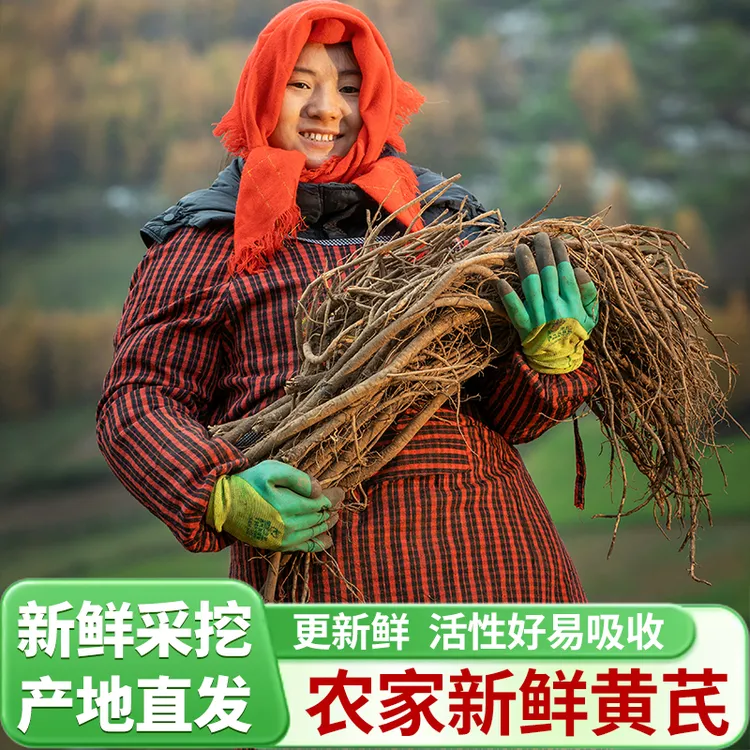 京东包邮【新鲜黄芪】甘肃岷县黄芪自然生长煲汤炖汤产地现挖500g