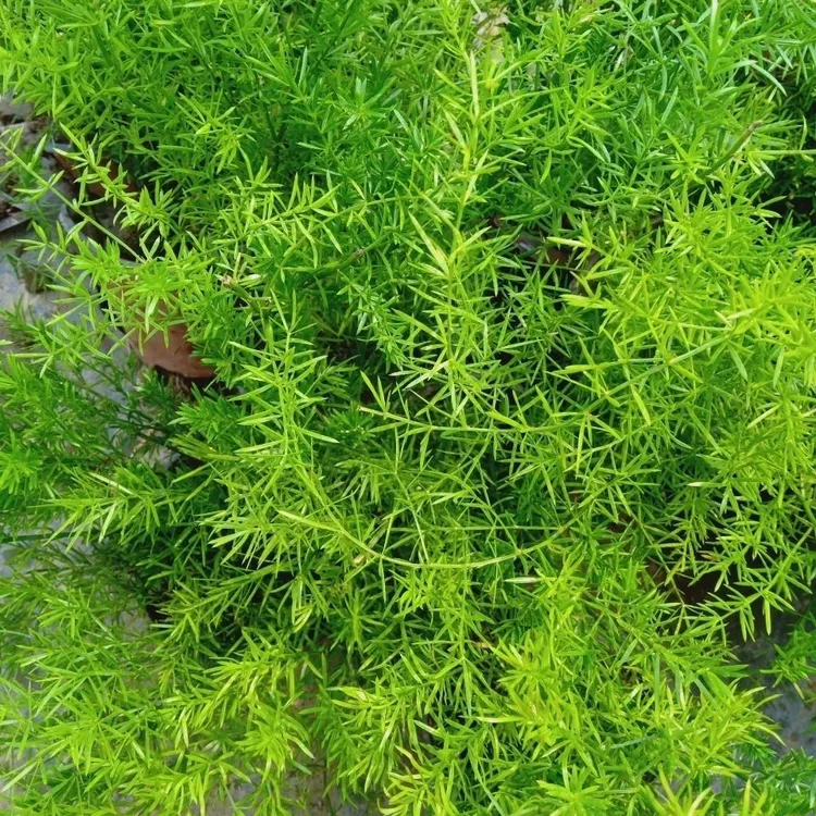 四季长青天门冬武竹丝耐寒植物绿植阳台花园垂吊花卉盆栽药材花卉