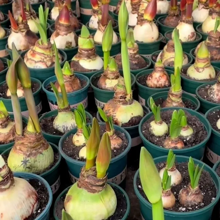 荷兰进口重瓣特大朱顶红种球四季开花盆栽花卉室内阳台庭院植物花