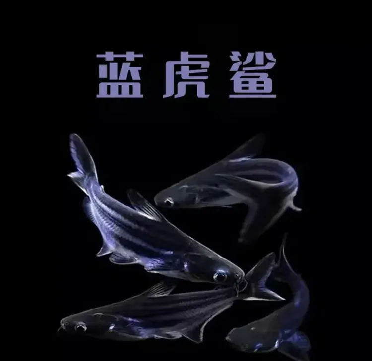 淡水观赏鲨鱼热带观赏鱼蓝鲨虎鲨虎头鲨白化鲨巴沙鱼