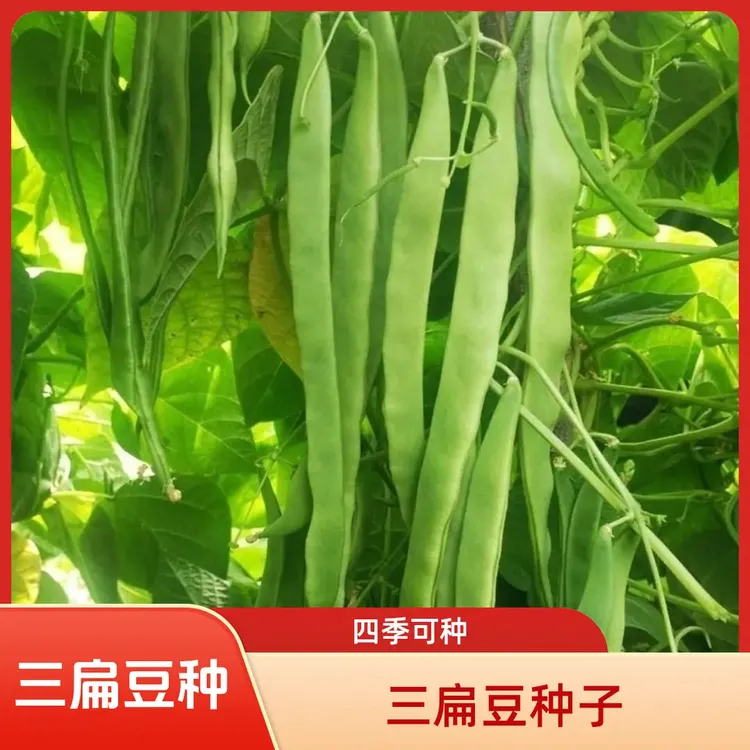 【三扁豆种子】三扁豆角无筋宽扁四季豆架豆芸豆农家菜园蔬菜种子商品图