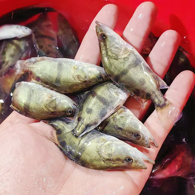 淡水鱼塘养殖小鳜鱼暗金鳜鱼白头鳜黑鳜桂花鱼红纹翘嘴季花鱼鲜活