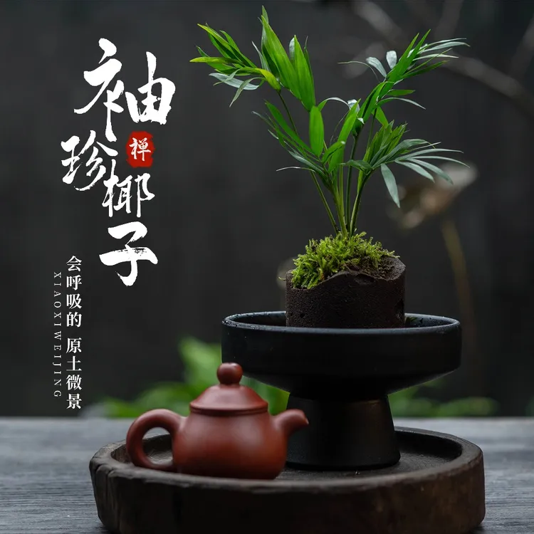【袖珍椰子】家居摆件好养活绿植办公室桌面微盆景室内盆栽植物客厅