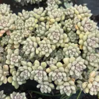 整桩丸叶姬秋丽 多肉植物新手好养爆仔强 （全店满9.99包邮发货）